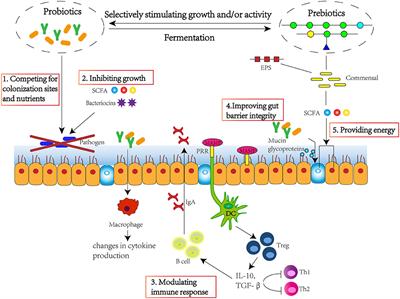 Frontiers Modulation of Gut Microbiota and Immune System by